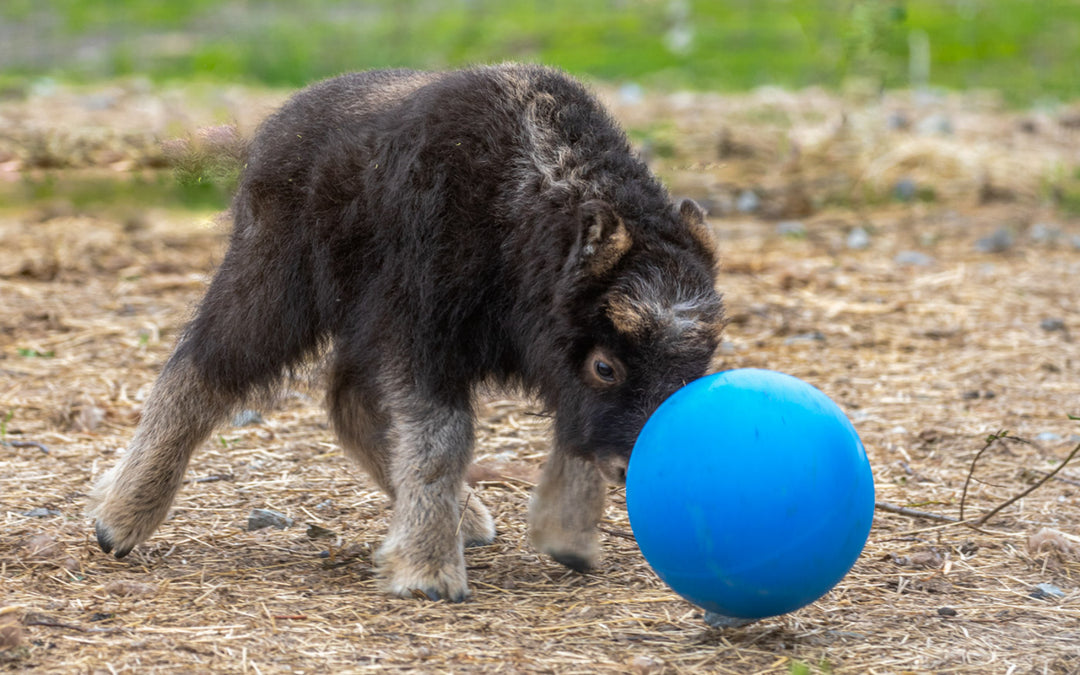 Baby Muskox at the AWCC